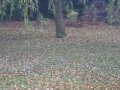 Leaf Clearing - Start